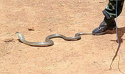  Cobra à monocle
