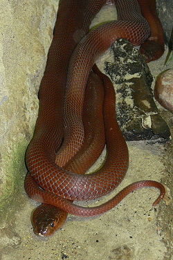  Cobra cracheur rouge