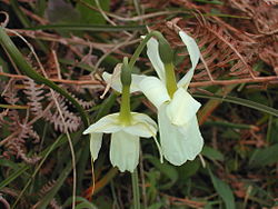  Narcissus triandrus subsp. capax