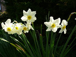  Narcisse à deux fleurs
