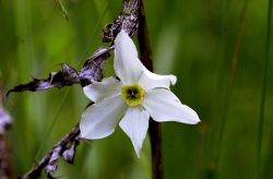  Narcissus poeticus
