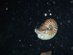  Nautilus macromphalus