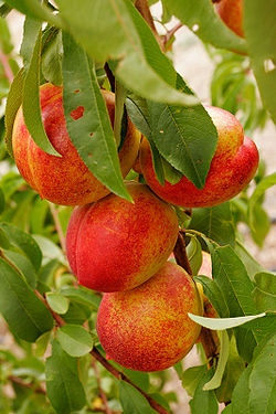  Fruits du Prunus persica var. nucipersica, les nectarines