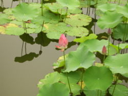  Lotus sacré (Nelumbo nucifera)