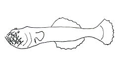  Neoceratias spinifer