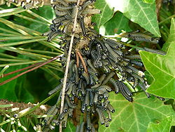 Fausses-chenilles de Neodiprion sertifer sur un pin nain