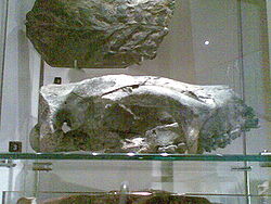  Neohelos stirtoni au Musée de Melbourne