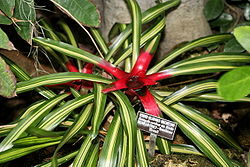  Neoregelia carolinae var. tricolor