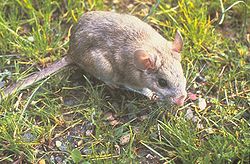 Rat à queue touffue (Neotoma cinerea)
