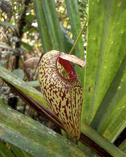  Piège supérieur d'une Nepenthes aristolochioides. Sumatra.