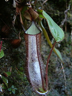  Piège inférieur d'une Nepenthes adnata. Sumatra.