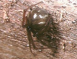  Nesticodes rufipes