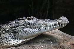  Crocodile de Nouvelle-Guinée