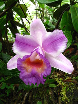  Orchidée Sobralia, île d'Ometepe, Nicaragua