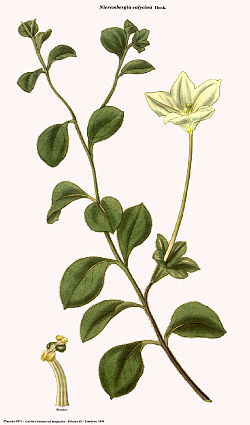 Nierembergia calycina