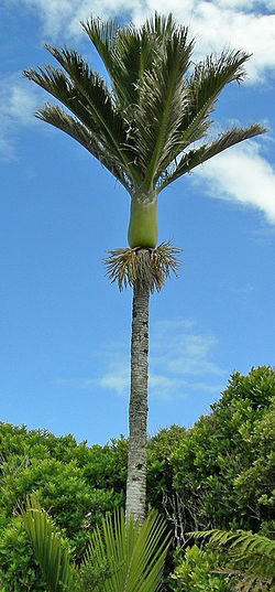  Palmier Nikau, emblématique de la Nouvelle-Zélande