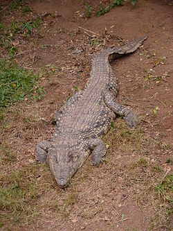  Crocodylus niloticus