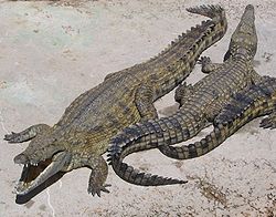  Crocodylus niloticus