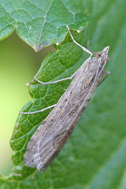  Nomophila noctuella