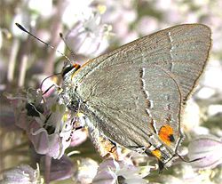  Satyrium favonius