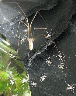  Pholcus phalangioides