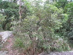  Notelaea longifolia