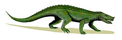  Notosuchus
