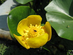  Nuphar pumila