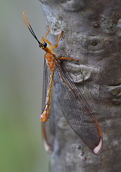  Nymphes myrmeleonides