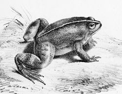  Occidozyga laevis