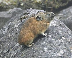  Pika du Nord (Ochotona hyperborea)