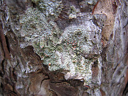  Un lichen du genre Ochrolechiadans les monts Zlatibor, en Serbie