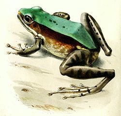  Odorrana chloronota