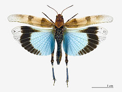  Oedipoda caerulescens - Muséum de Toulouse