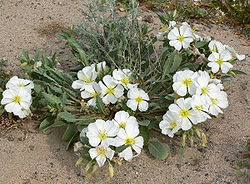  Oenothera deltoides