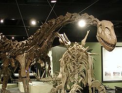  Omeisaurus tianfuensis