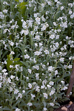  Omphalodes linifolia