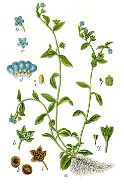 Omphalodes scorpioides