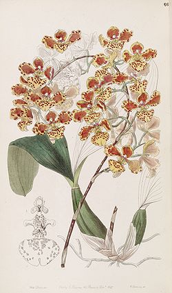  Oncidium  amictum