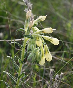  Onosma echioides subsp. dalmatica