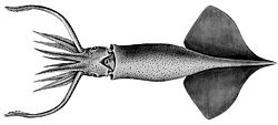   Onychoteuthis borealijaponicus