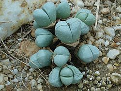  Oophytum nanum L.Bolus