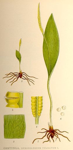  Ophioglossum vulgatum