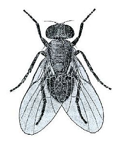   Ophiomyia lantanae