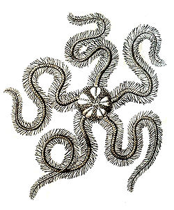  Ophiure fragile ou Ophiothrix fragilis