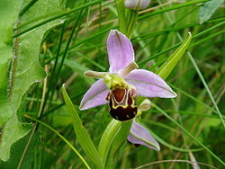  Ophrys abeille