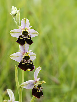  Ophrys fuciflora