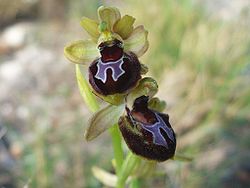  Ophrys provincialis