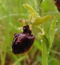 alt= Ophrys araignée (Ophrys sphegodes) Détail de la fleur