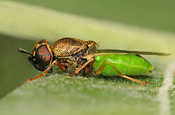  Oplodontha viridula